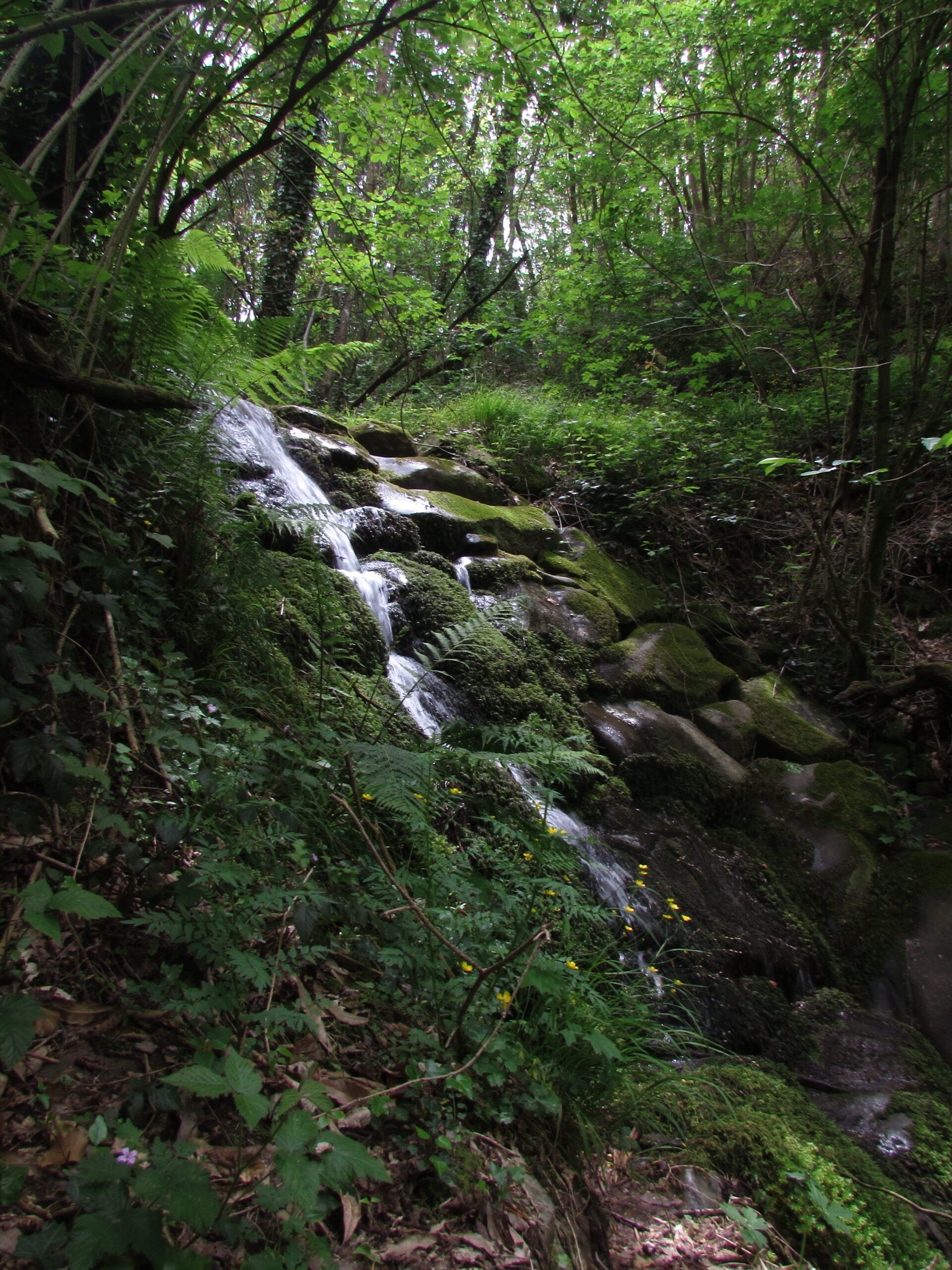 Monte Pisano