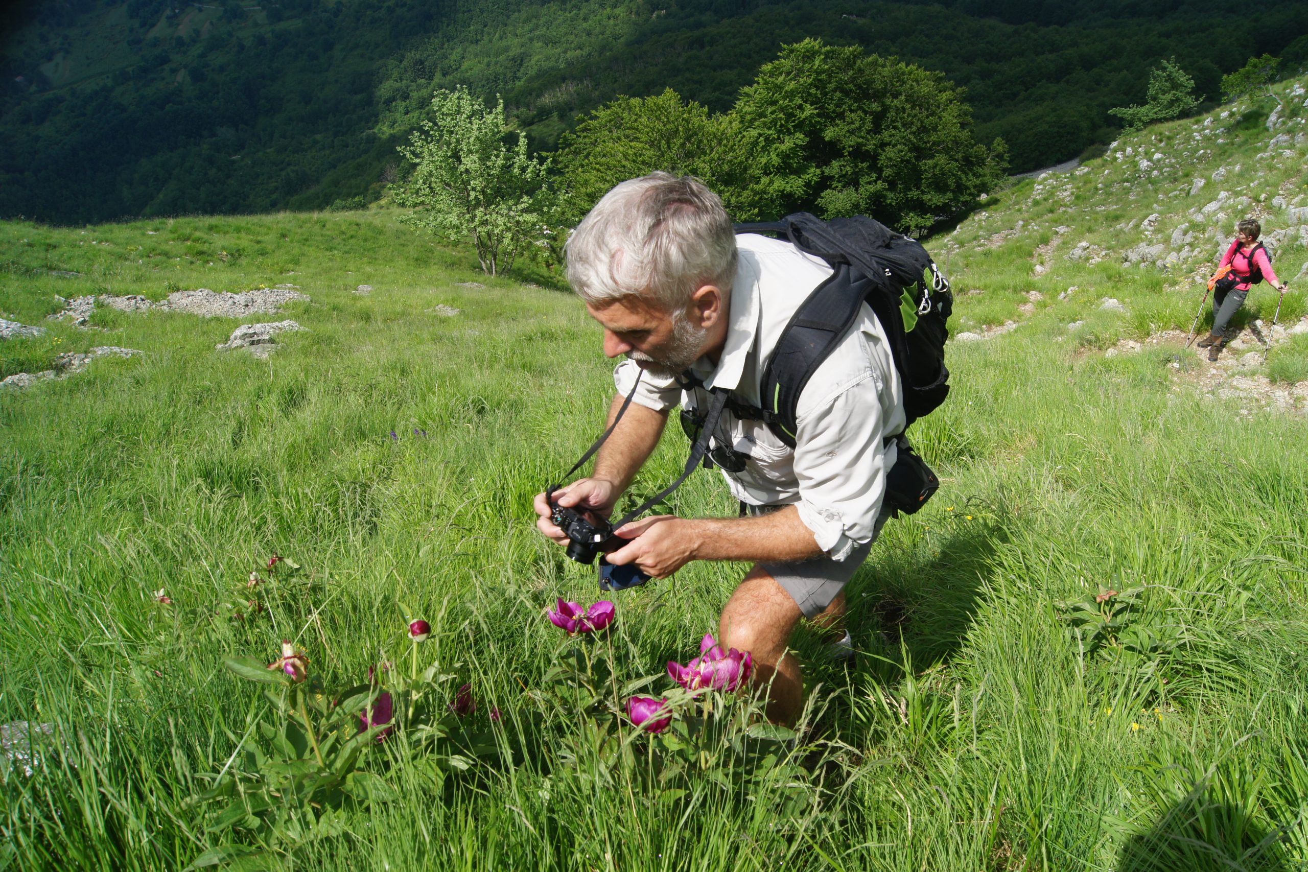 Peonia Officinalis Orecchiella
