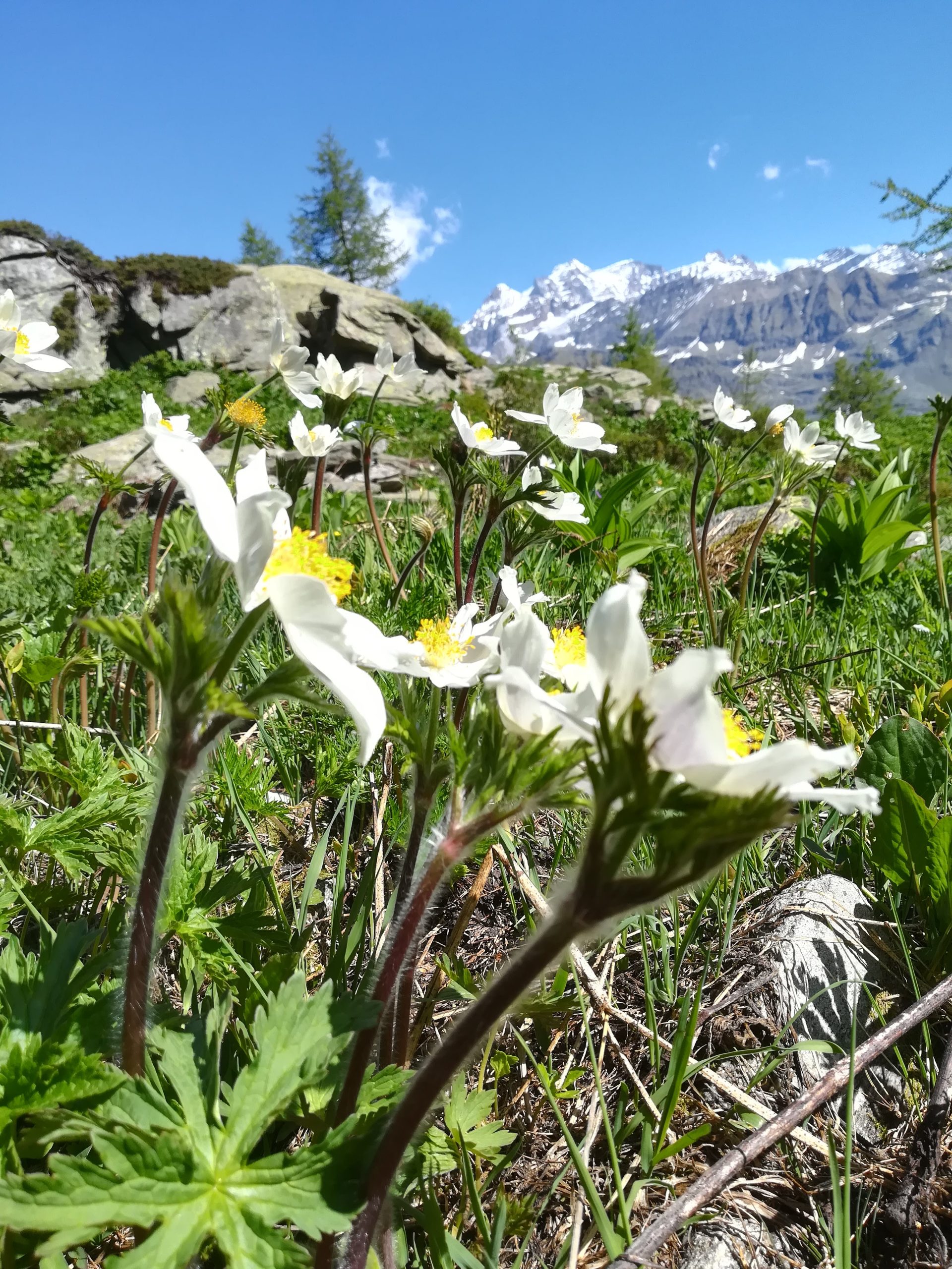 Lago Bellagarda GranPAradiso flora